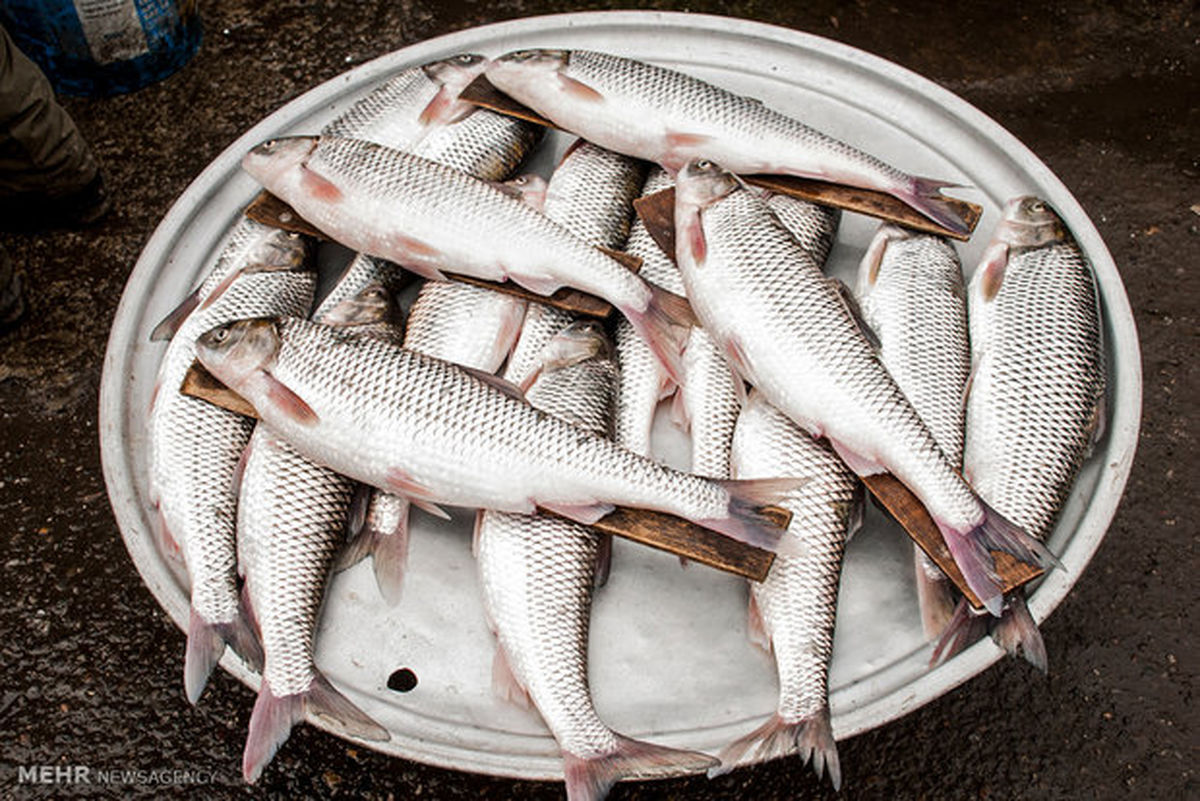سرانه مصرف ماهی در ایران، نصف جهان است