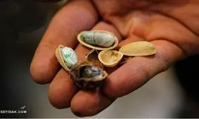 روش جدید جاسازی مواد مخدر در پسته + عکس