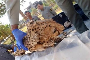 کشف لاشه یوزپلنگ در راور کرمان