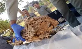 کشف لاشه یوزپلنگ در راور کرمان