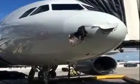 برخورد عقاب با هواپیما