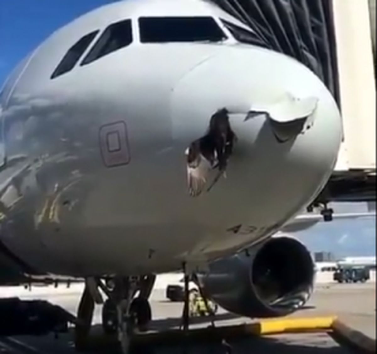 برخورد عقاب با هواپیما