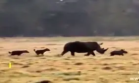 محافظت کرگدن مادر از بچه اش در مقابل حمله کفتارها