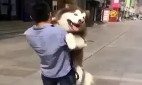 حسادت جالب یک سگ خانگی