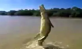 پرش عجیب و دیدنی یک تمساح غول پیکر