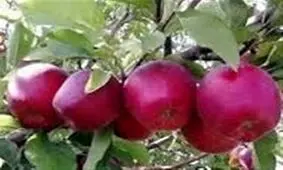 پای دلالان به بازار سیب مراغه باز شد؛ چانه‌زنی برای کاهش قیمت ‌