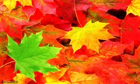 پاییز زیبای بلوار طاق بستان کرمانشاه