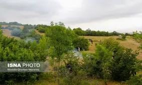 تبرهایی که از هر سو به سر جنگل می‌بارد