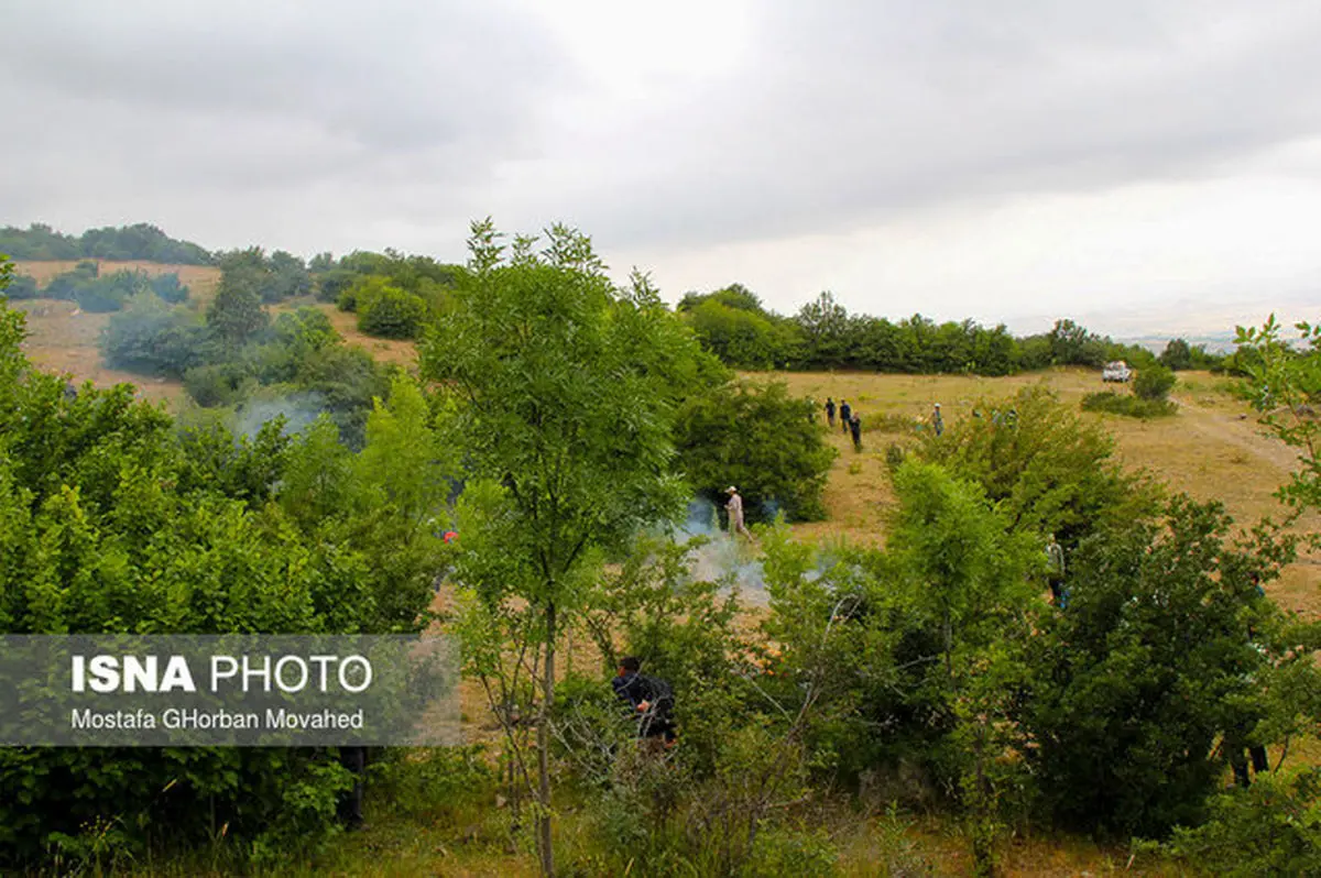 تبرهایی که از هر سو به سر جنگل می‌بارد