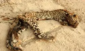 کشف لاشه یک توله پلنگ در دهانه تونل سد تنظیمی مارون