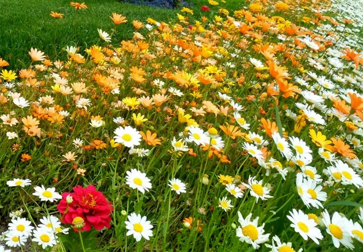 نخستین مرکز تحقیقاتی بذرهای گیاهان دارویی کشور در اردبیل راه‌اندازی می‌شود