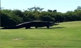 تمساح غول پیکر 5 متری در زمین گلف