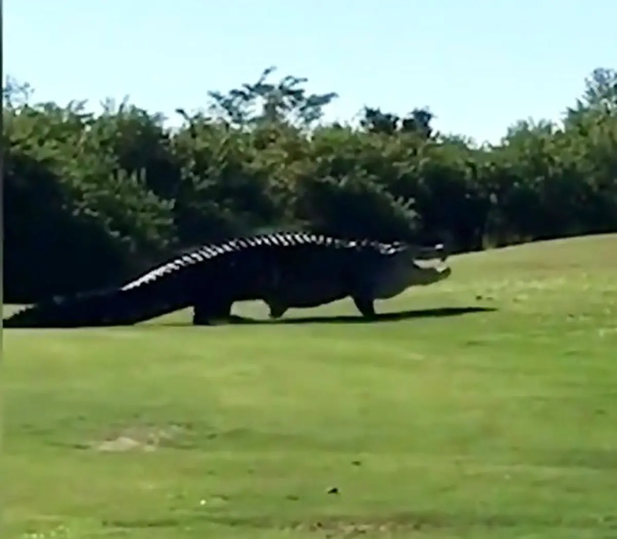 تمساح غول پیکر 5 متری در زمین گلف