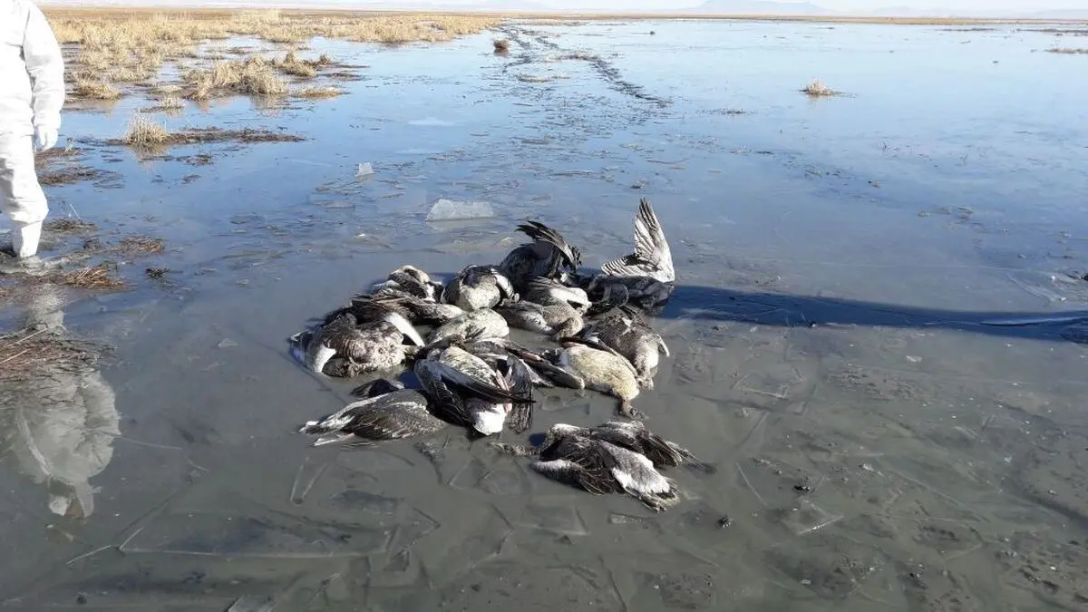 آنفلوانزای فوق حاد دام و طیور به انسان سرایت نمی‌کند