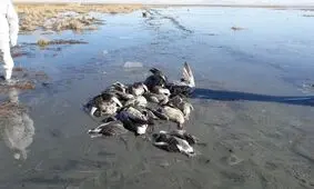 آنفلوانزای فوق حاد دام و طیور به انسان سرایت نمی‌کند
