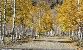 بزرگ‌ترین موجود کره زمین با عمر ۸۰ هزار سال می‌میرد / عکس