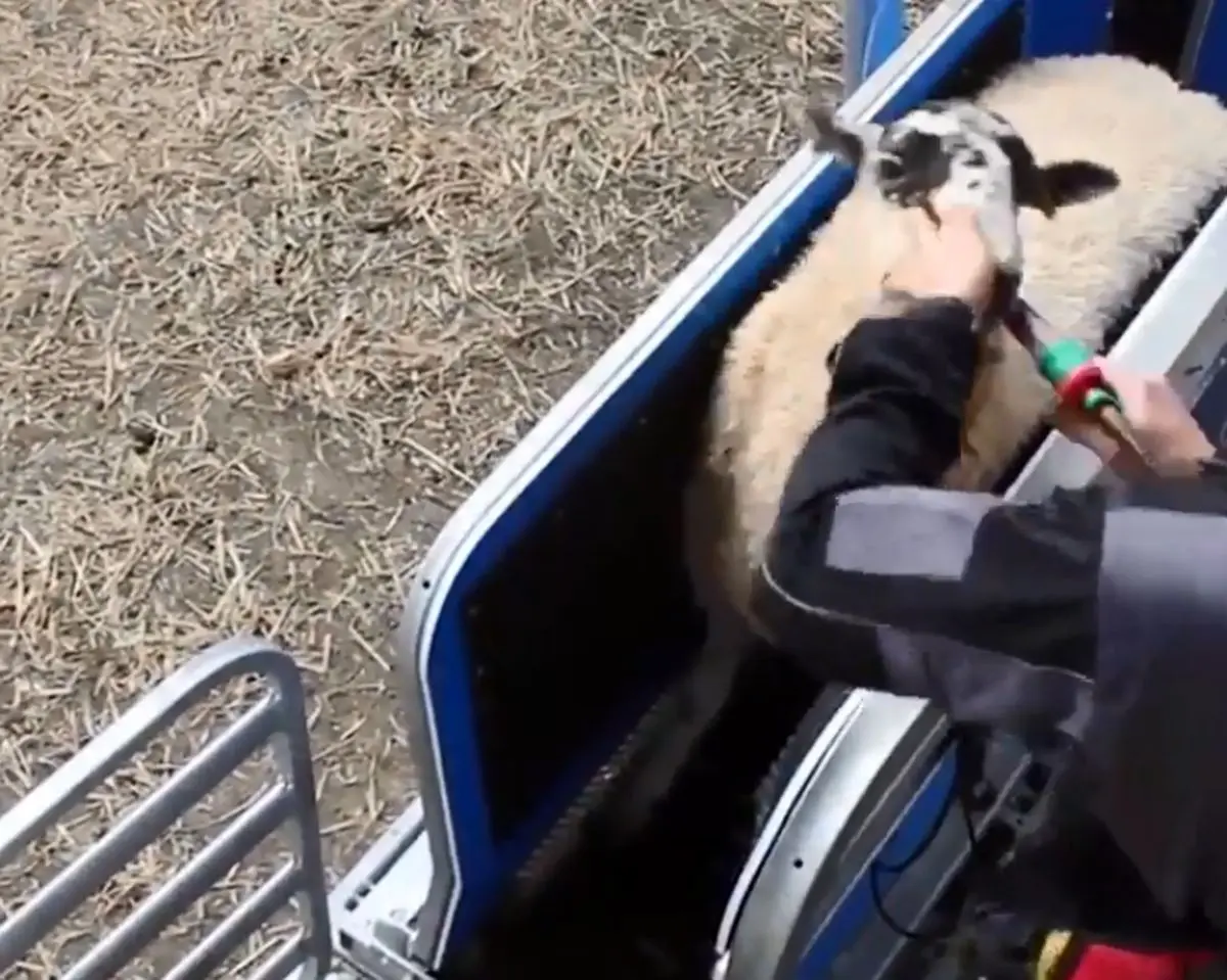 سیستمی برای کنترل گوسفندان