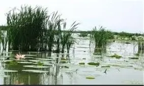 ۷۰ تالاب کشور با لایروبی خشک شد/میلیاردها تومان برای لایروبی تالاب انزلی هدر رفت
