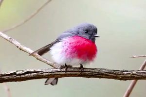 آواز دلبرانه پرنده ای زیبا