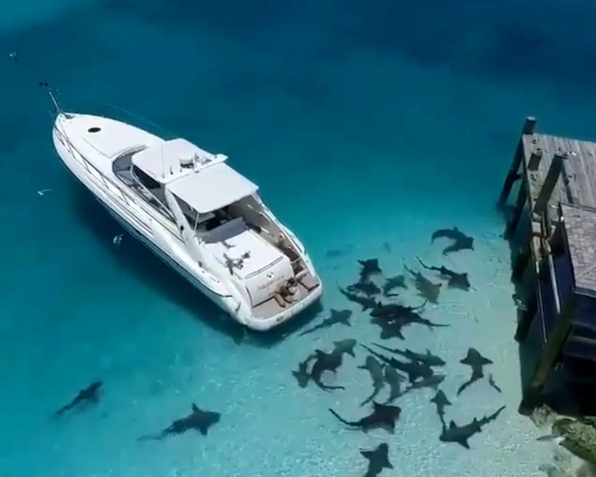 استقبال ماهی ها از یک قایق تفریحی