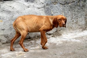 سگ آزار در چایپاره دستگیر شد؟