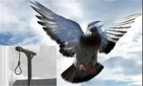 محکوم به اعدام در استان گلستان بخشیده شد