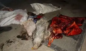 دستگیری ۴ شکارچی غیرمجاز و کشف لاشه ۳ گراز در پلدختر