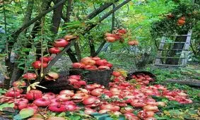 تصویر بسیار زیبا از انار چینی، اورامانات کرمانشاه