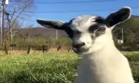 واکنش جالب یک بزغاله به دوربین