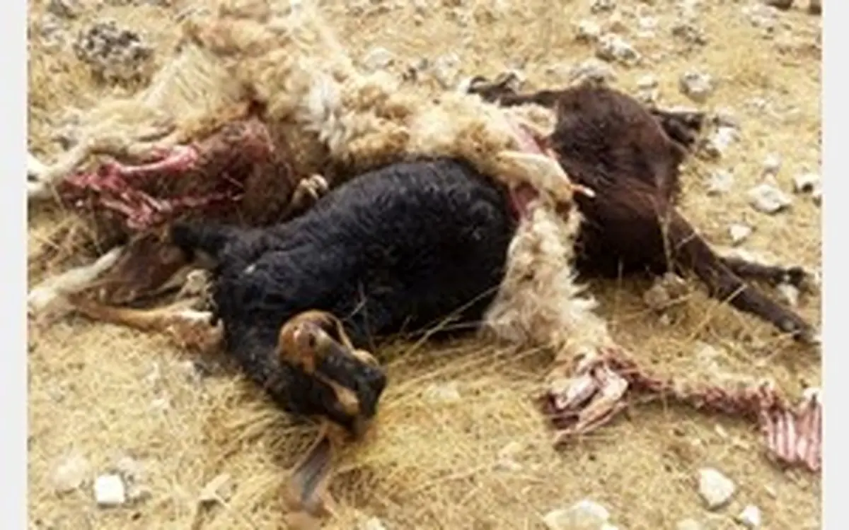 صاعقه جان گوسفندان را گرفت