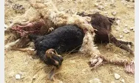 صاعقه جان گوسفندان را گرفت