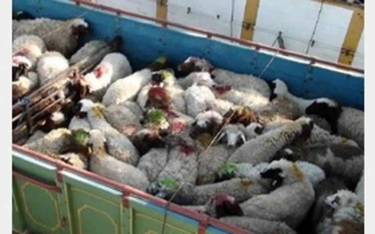 100 راس دام قاچاق کشف شد