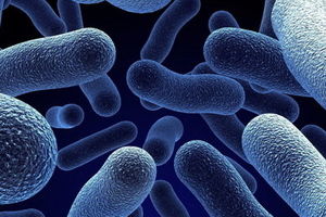 نقش باکتری‌های روده در خطر ابتلا به ام‌اس