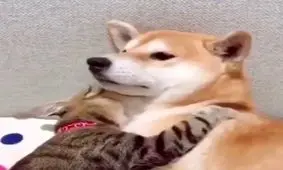 گفتگوی مشهدی گربه و سگ