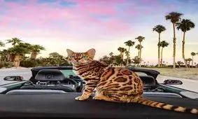 آلبوم زیبا از عکس های یک گربه لاکچری