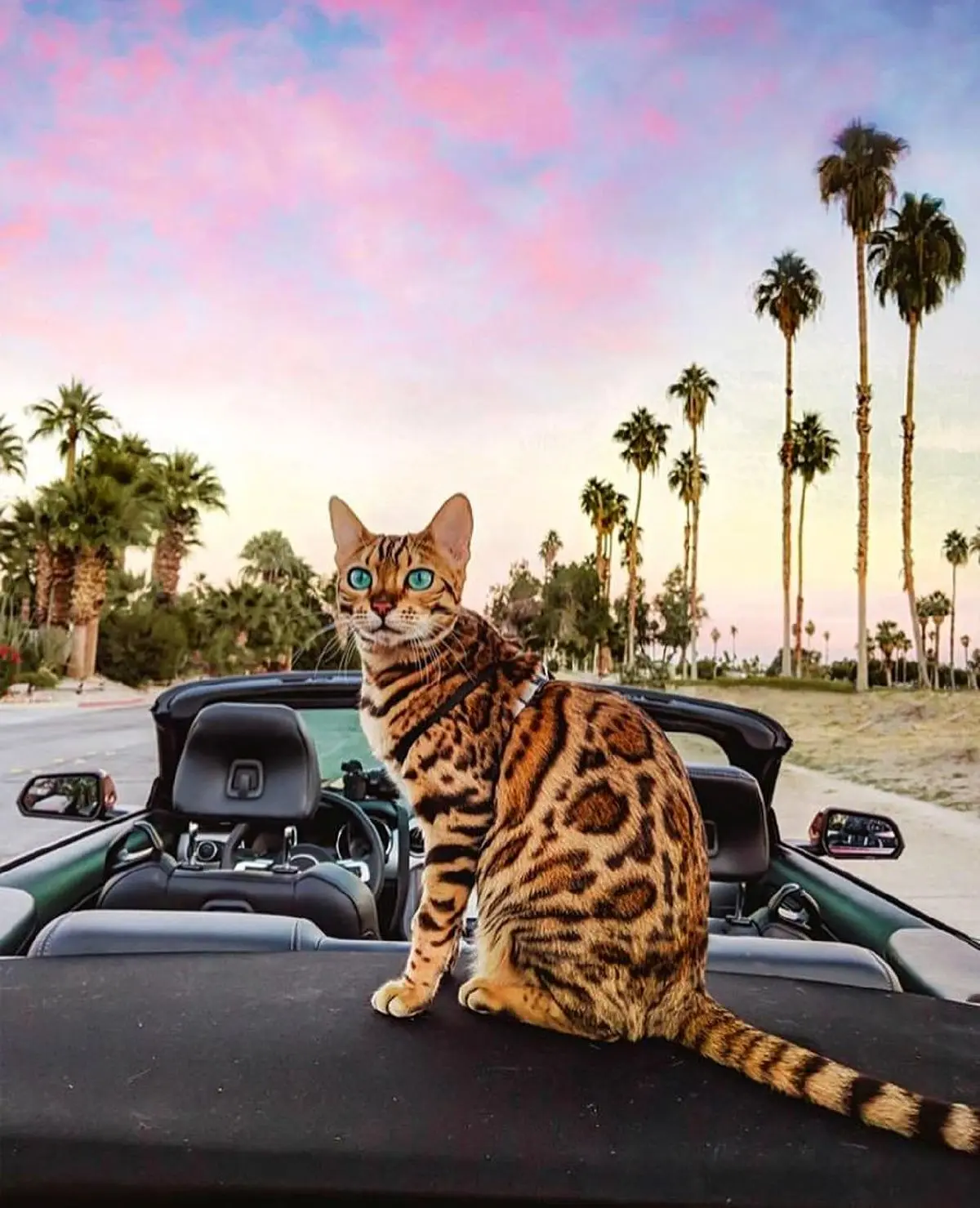 آلبوم زیبا از عکس های یک گربه لاکچری