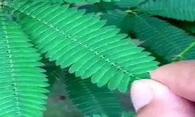 واکنش فوق العاده عجیب یک گیاه به فشردن برگهایش