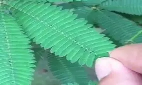 واکنش فوق العاده عجیب یک گیاه به فشردن برگهایش