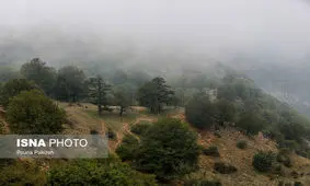 خشکسالی از یک طرف، آفات هم به جان جنگل‌های ایران افتاده است