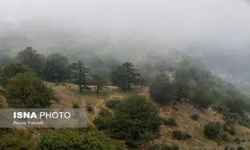 خشکسالی از یک طرف، آفات هم به جان جنگل‌های ایران افتاده است