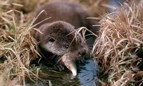 شکارچیان "شنگ‌" ۳.۵ میلیون تومان جریمه می‌شوند