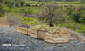 ۶۰ هزار تن انگور در چهارمحال و بختیاری برداشت شد