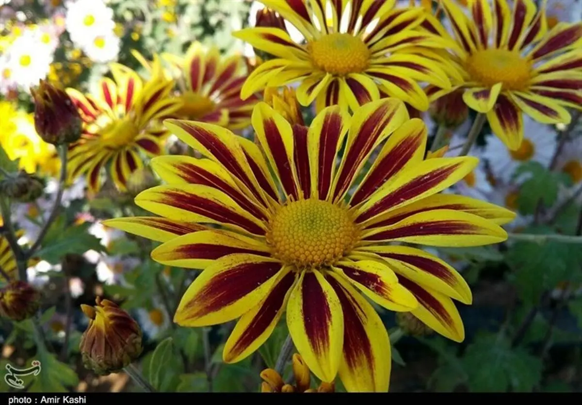 جشنواره «مهرگان گل‌های داودی» در مهدی‌شهر در قاب تصویر