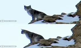 «سیاهگوش» در چهارمحال و بختیاری ثبت ملی شد