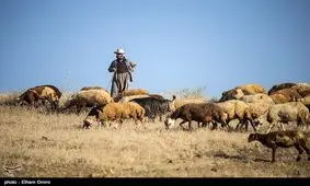 "خشکسالی و کم آبی" کاهش ۲۰ درصدی دام را در شهرستان درمیان رقم زد