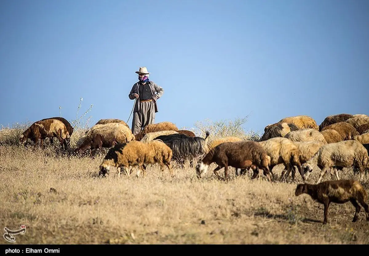"خشکسالی و کم آبی" کاهش ۲۰ درصدی دام را در شهرستان درمیان رقم زد