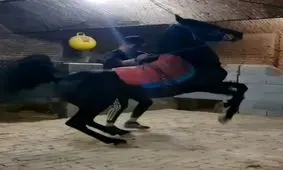 طنازی های یک اسب زیبا