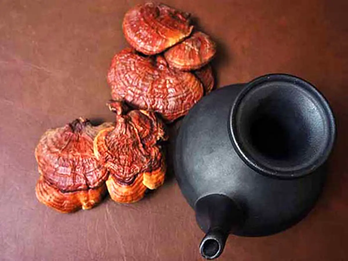 چای گانودرما چیست و چه خواصی دارد؟