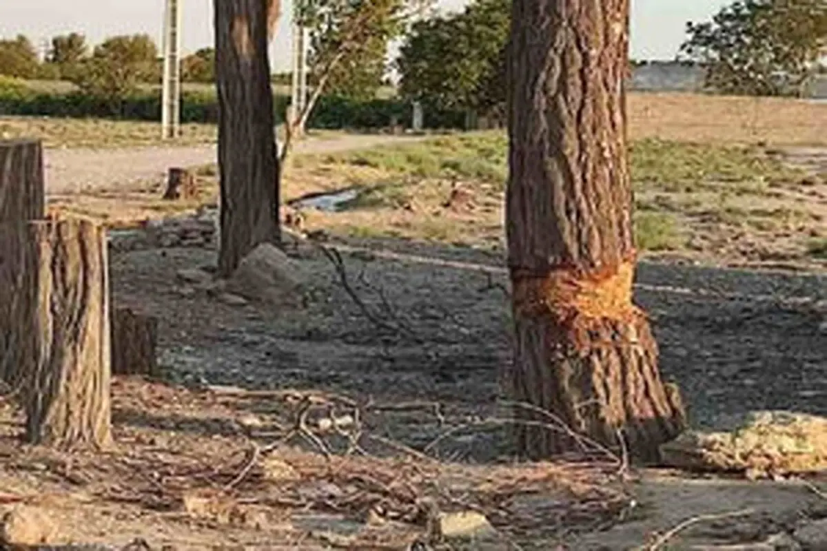 سرقت درختان تنومند در رباط کریم/ ۲ سارق با قطع ۲۰ درخت دستگیر شد