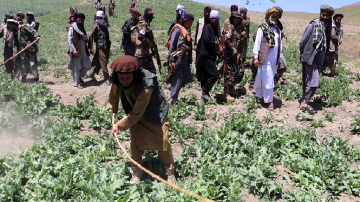 طالبان اعلام کرد: پایان کشت مواد مخدر در افغانستان

